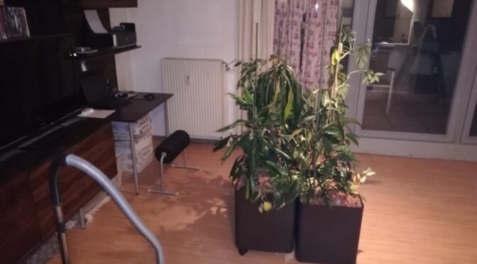 TH – Pflanzen für das Wohnzimmer